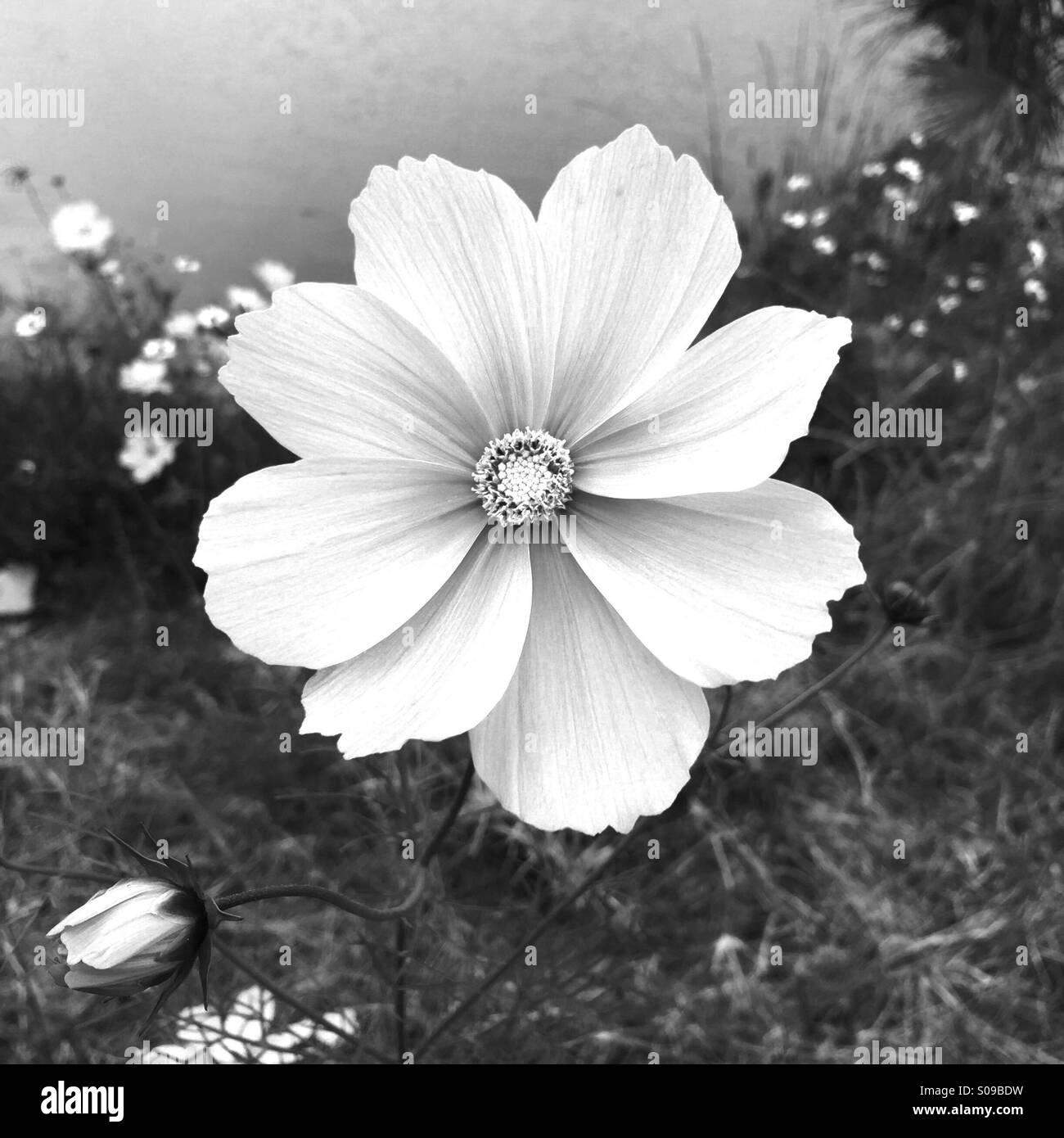 Traditional blooms hi-res stock photography and images - Alamy