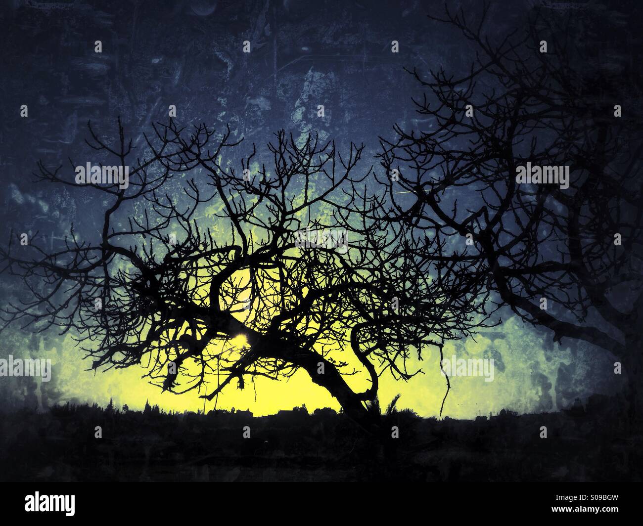 Bare twisted branches of fig tree against evening sky Stock Photo - Alamy
