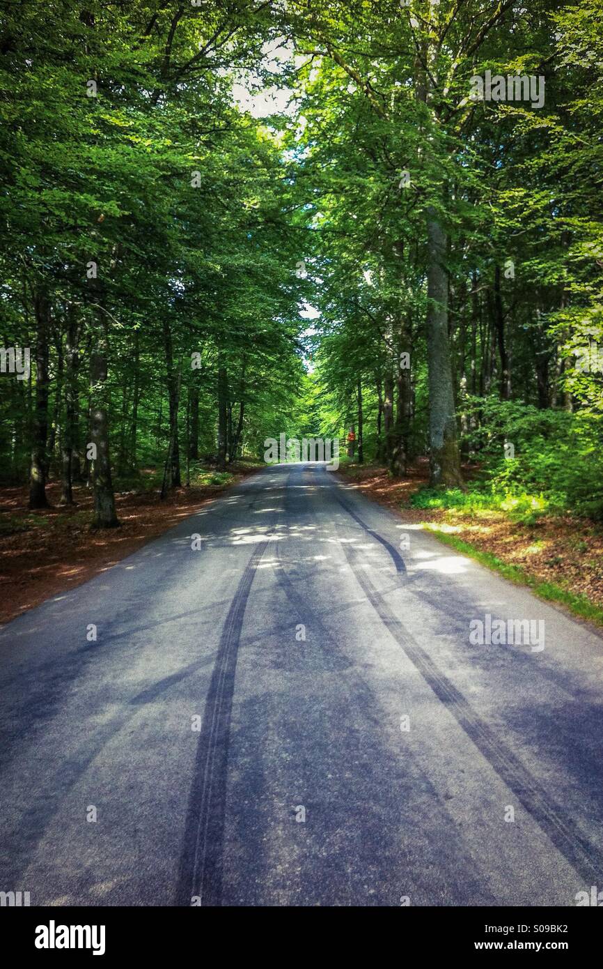 Road in green spring forest Stock Photo Alamy