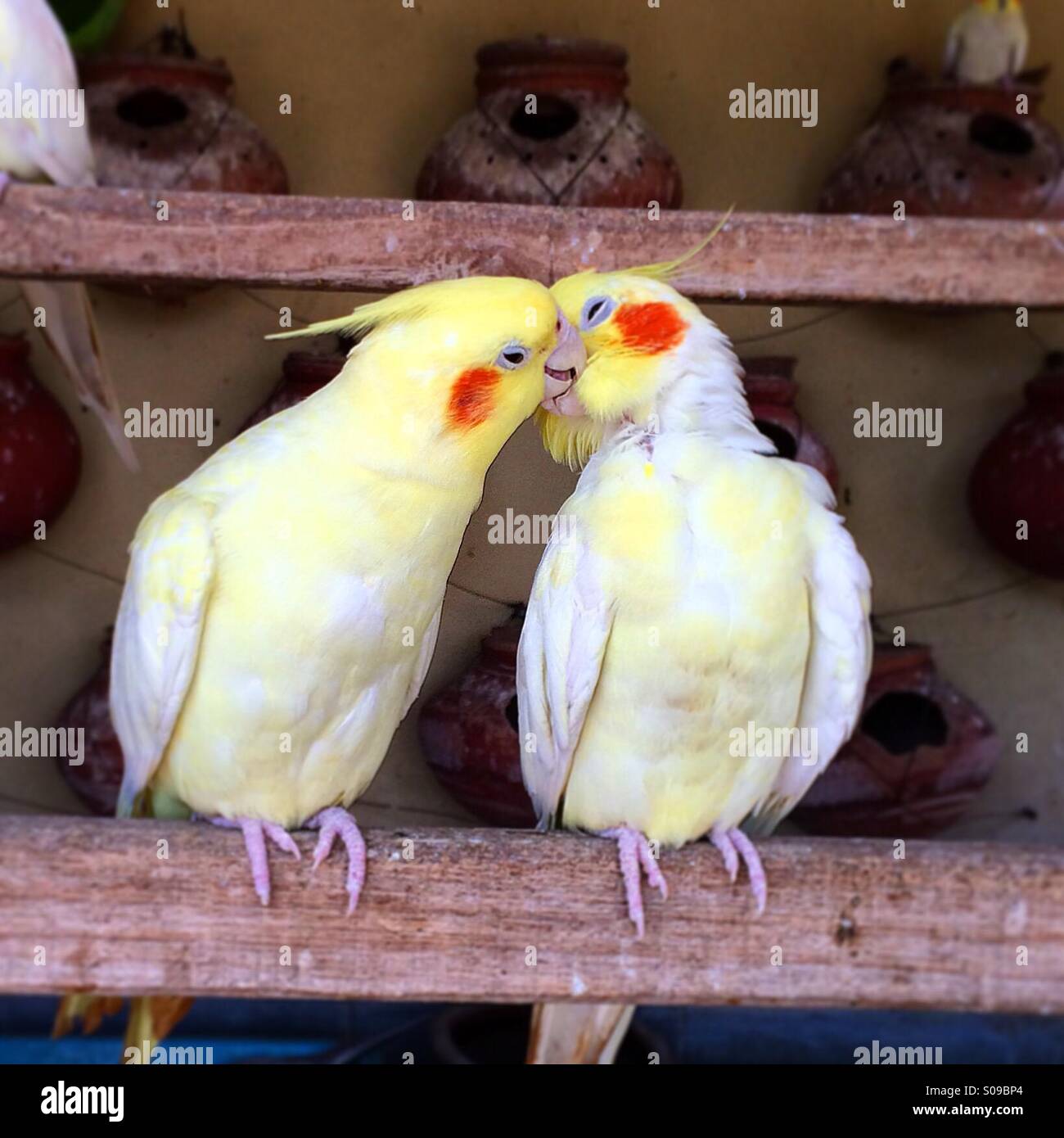 Love is essence of life!! Stock Photo