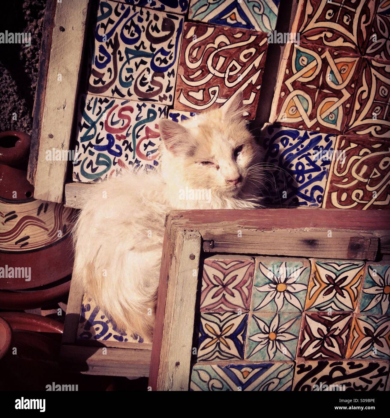 Street cat beside tiles, in the souk of Marrakech, Morocco. Stock Photo
