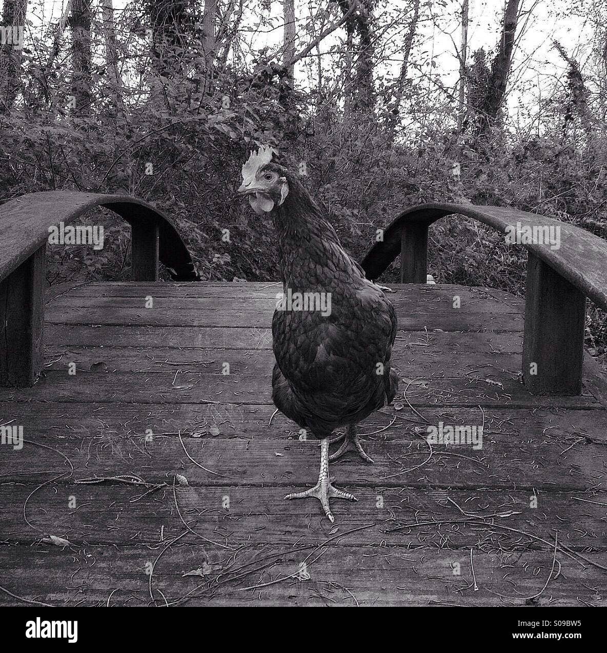Chicken crossing bridge hi-res stock photography and images - Alamy
