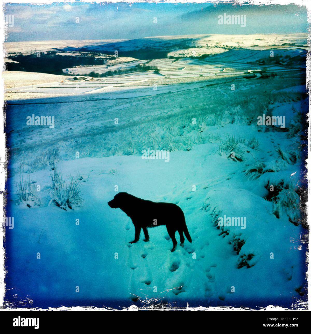 Black Labrador in snowy landscape near Hebden Bridge, West Yorkshire, England. - Smartphone Captured Stock Image