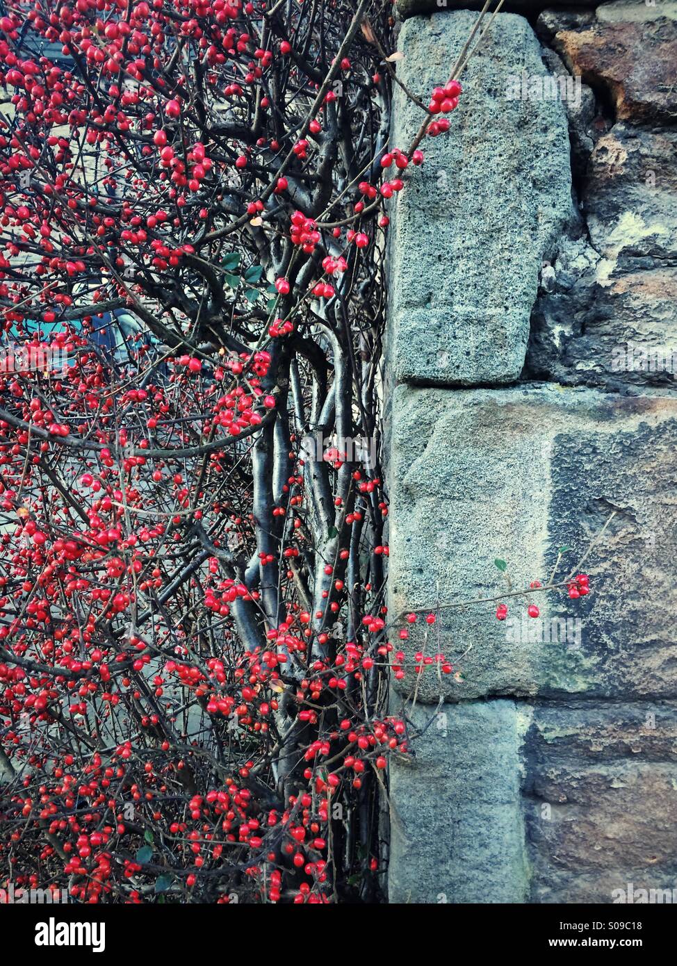 Cotoneaster red berries against a stone wall in Blanchland, Northumberland, England. Stock Photo