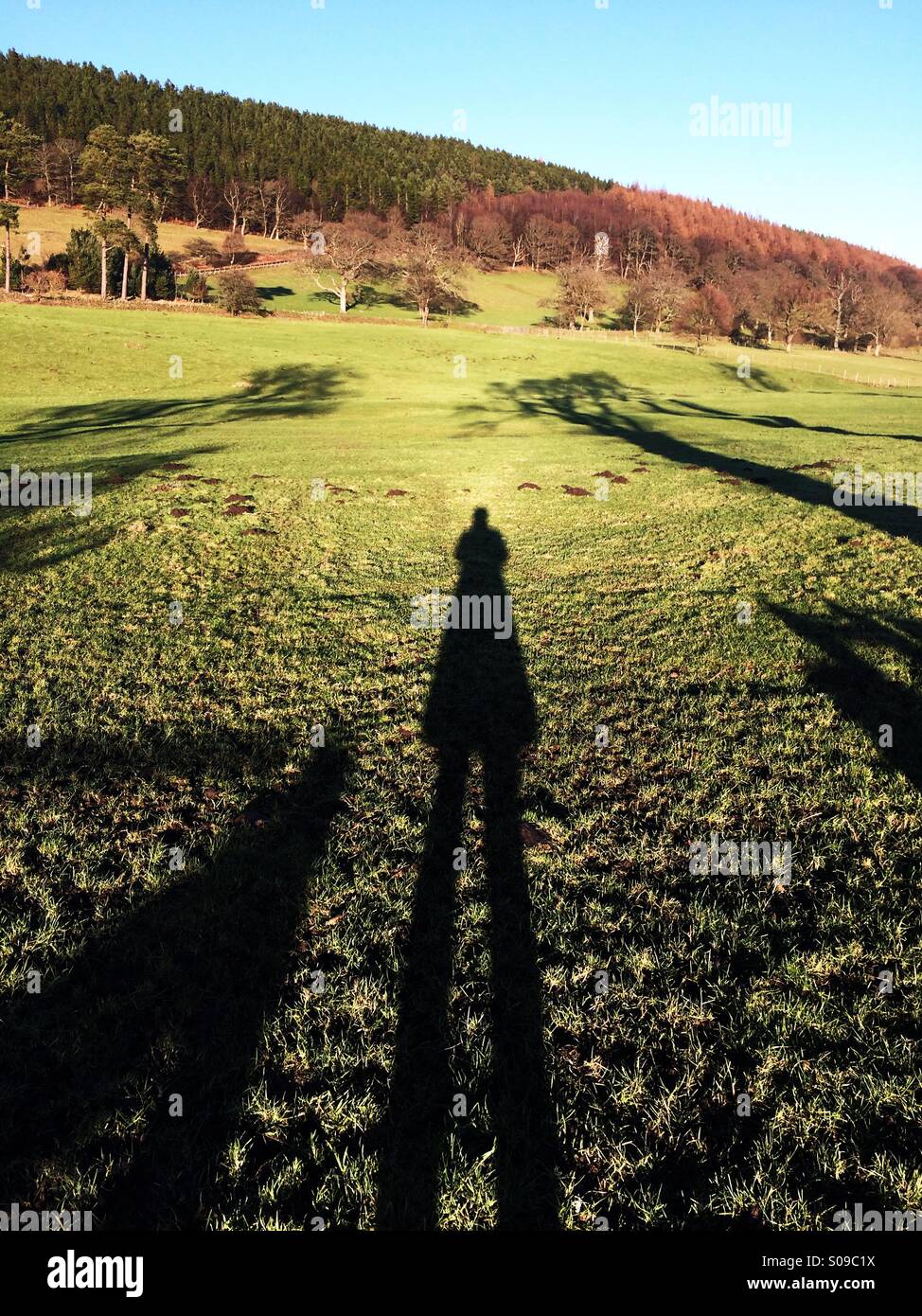 Long shadow with a field and wood in the background in England in winter. Stock Photo