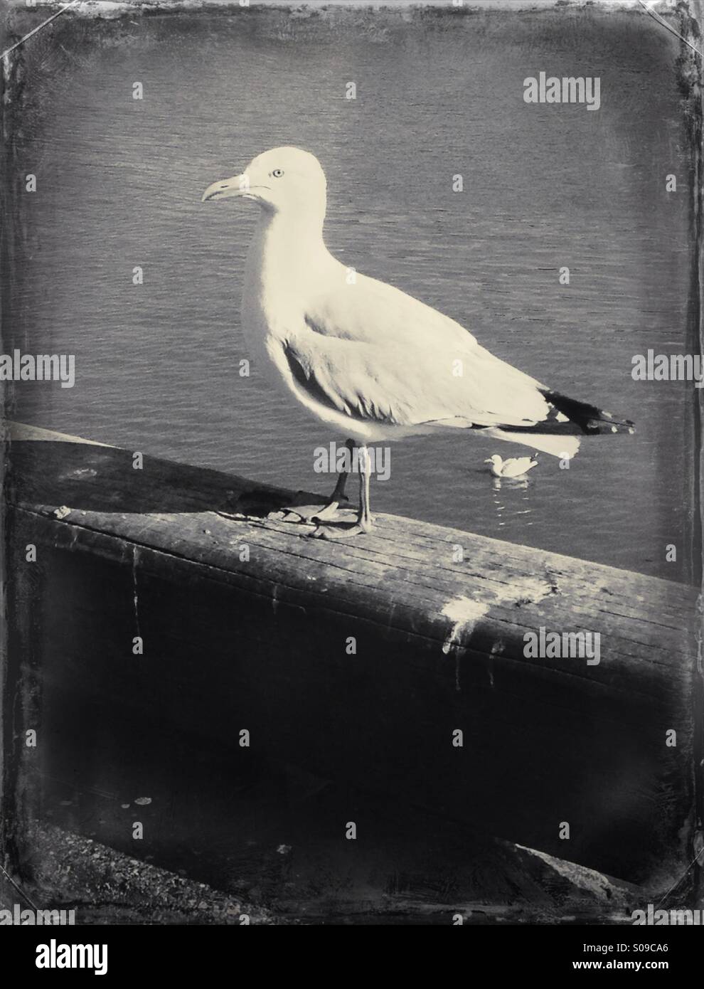 Seagull at seaside - Smartphone Captured Stock Image