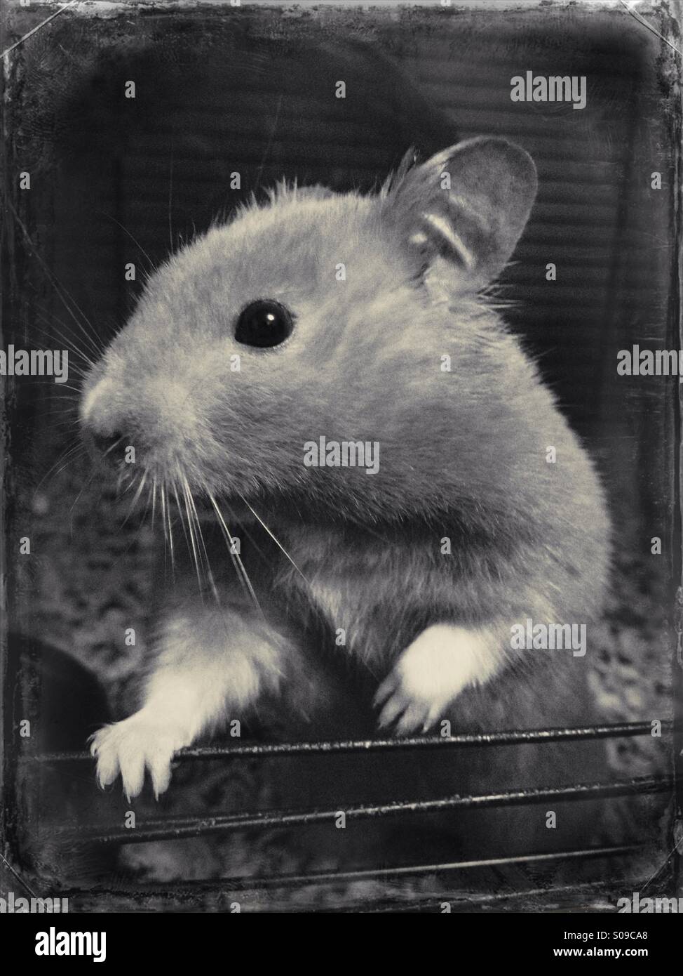 Syrian hamster Stock Photo