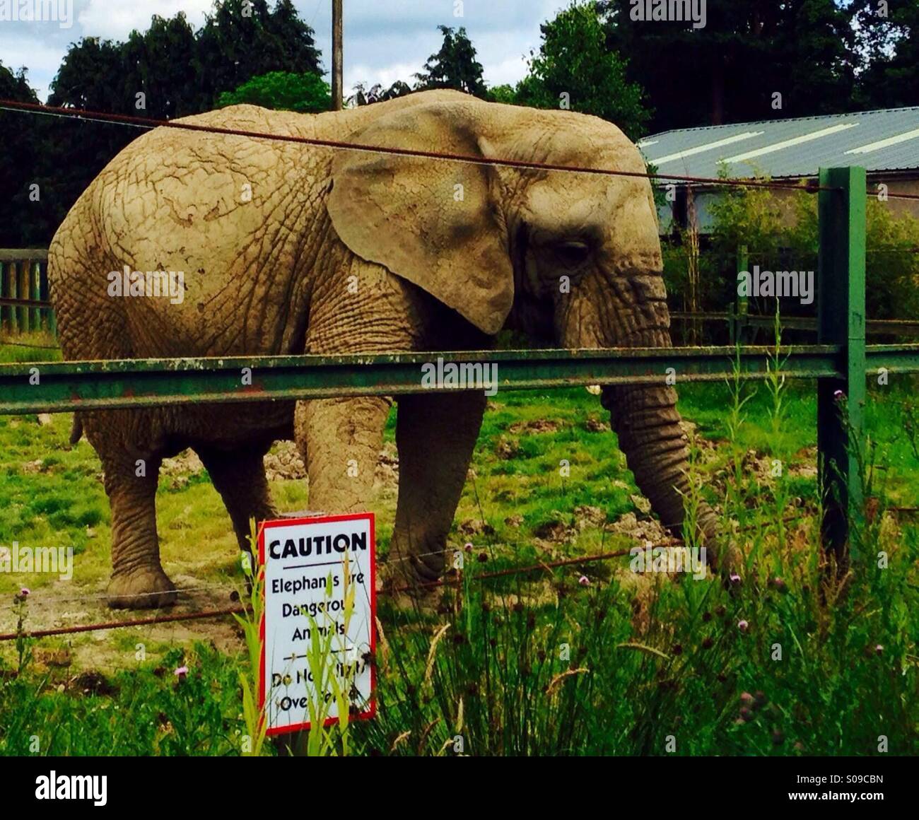 Elephant at Blair Drummond Safari Park, Scotland 2014 Stock Photo Alamy