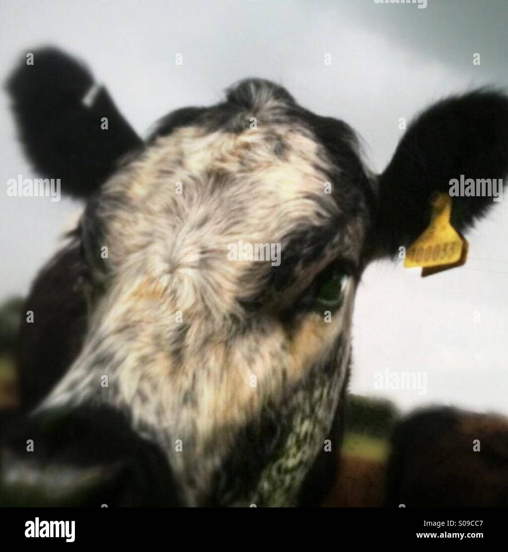 Cow - Smartphone Captured Stock Image