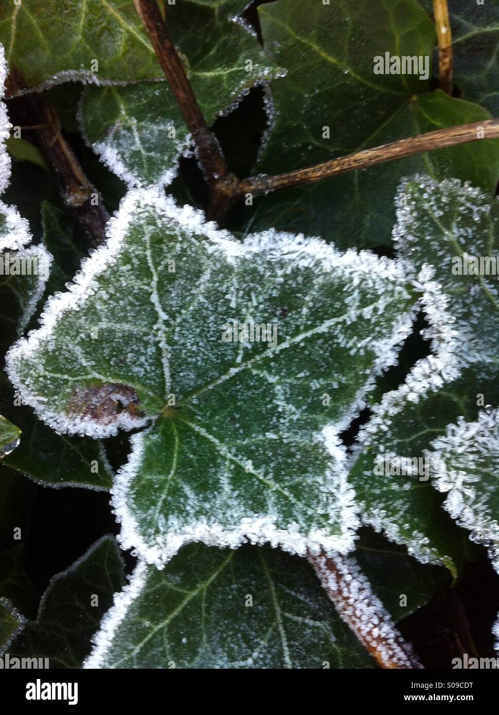 785 frozen ivy stock photos, vectors, and illustrations are available royalty-free.