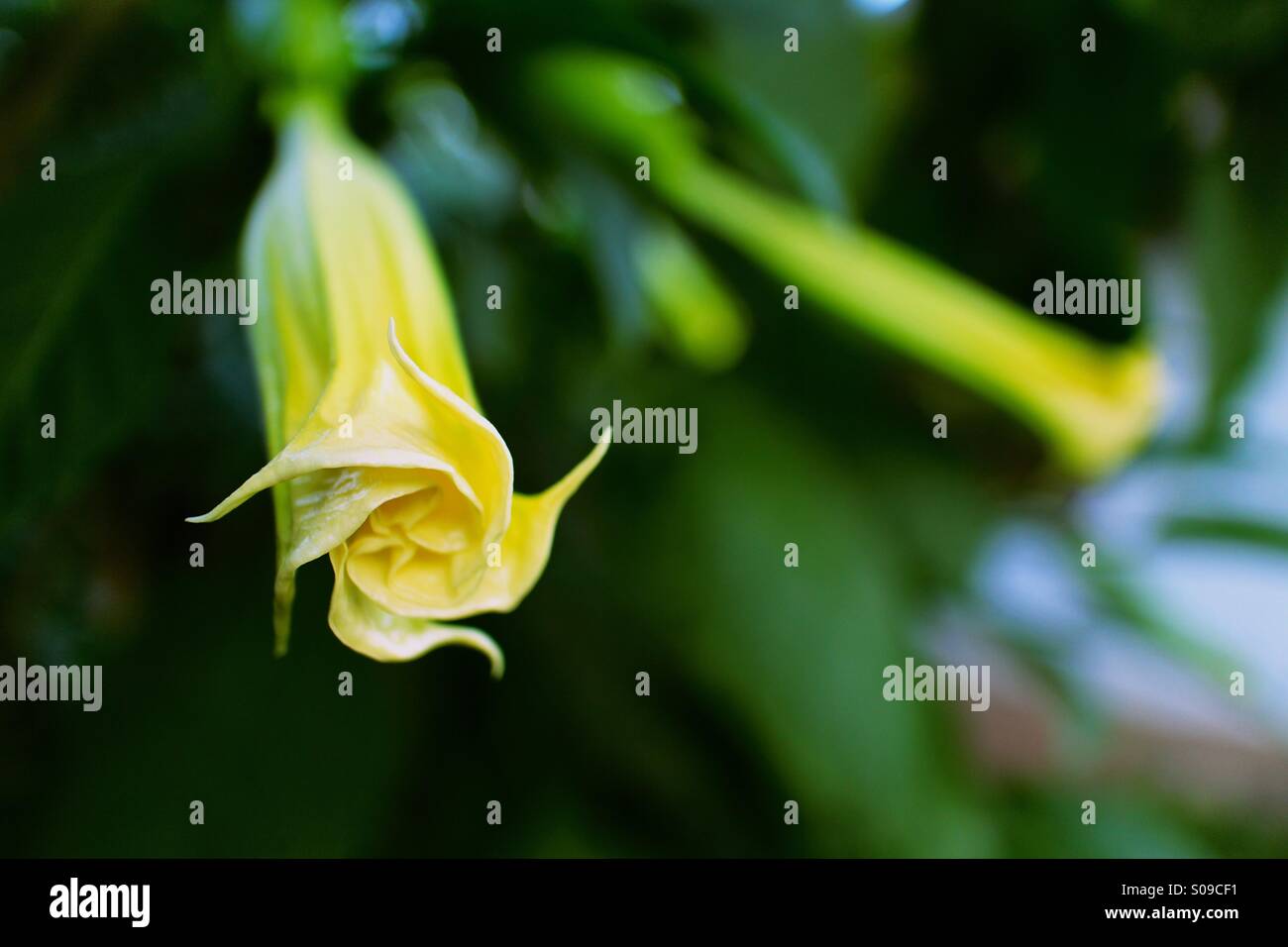 Flower in Yirgalem, Ethiopia Stock Photo