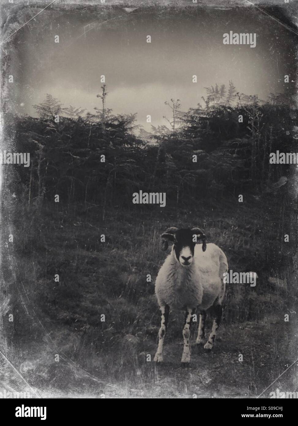 Sheep on moors - Smartphone Captured Stock Image