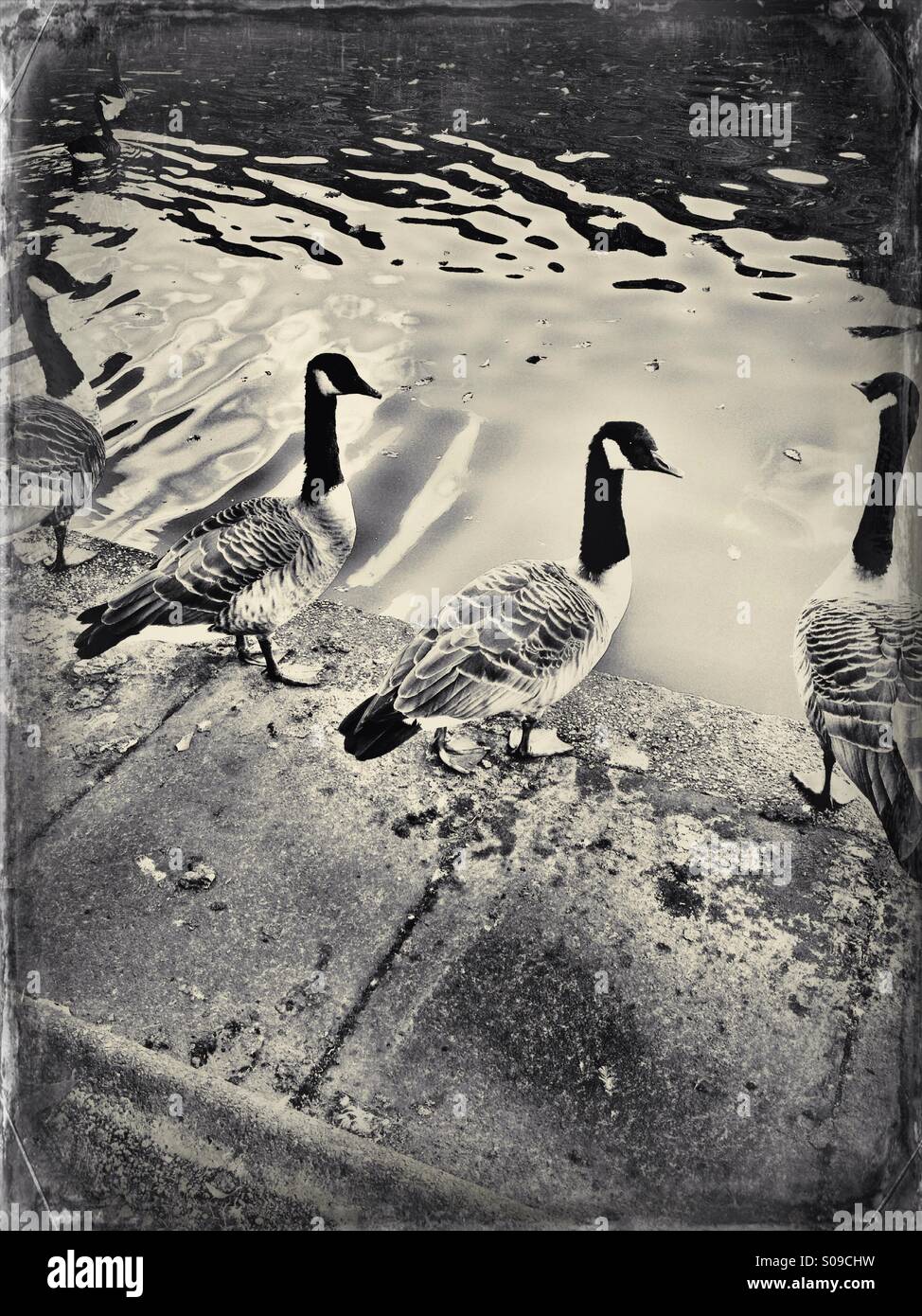Canadian geese - Smartphone Captured Stock Image