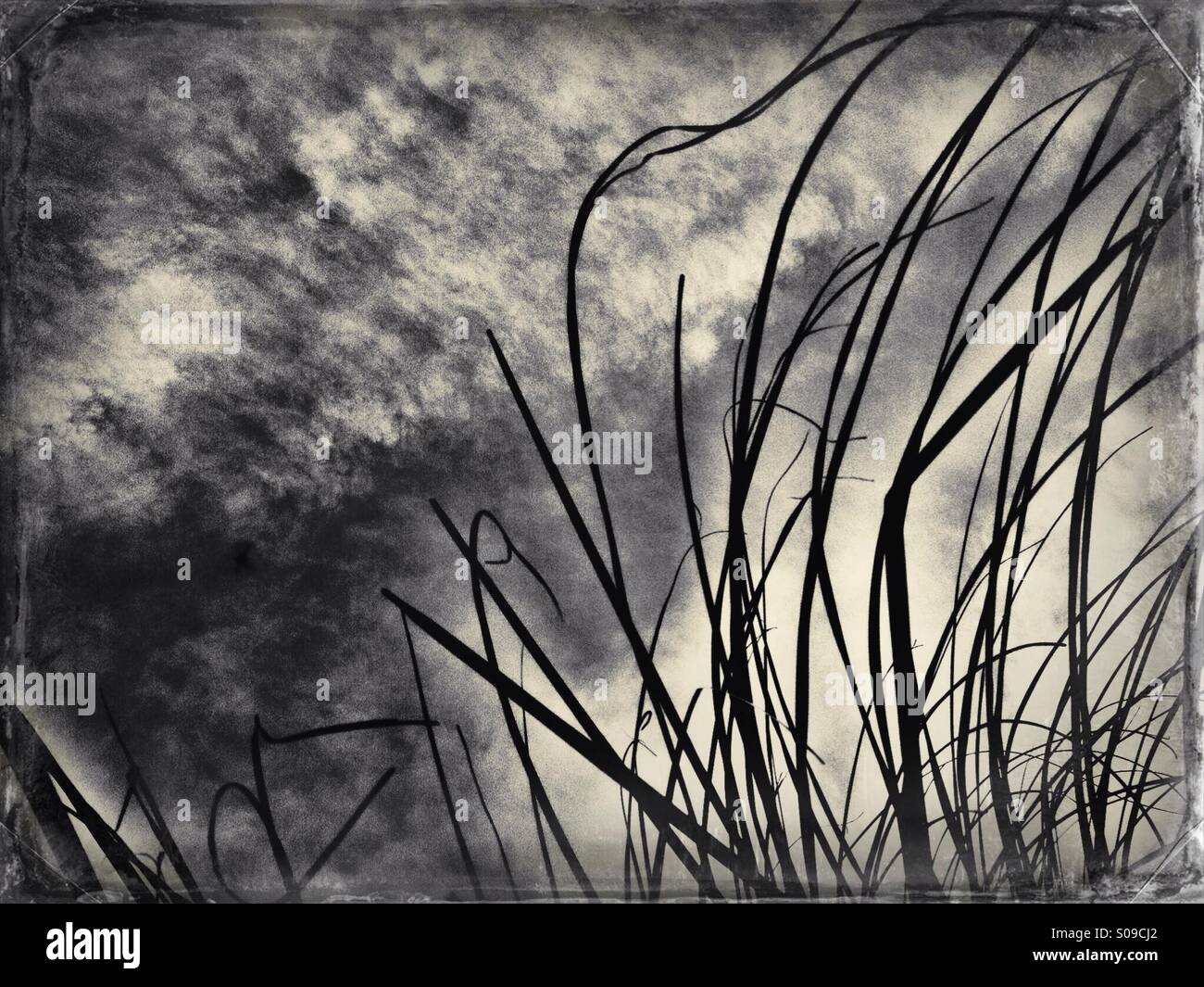 Pampas grass - Smartphone Captured Stock Image