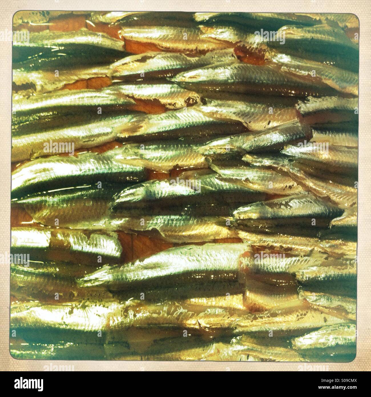 Anchovies prepared for cooking - Smartphone Captured Stock Image