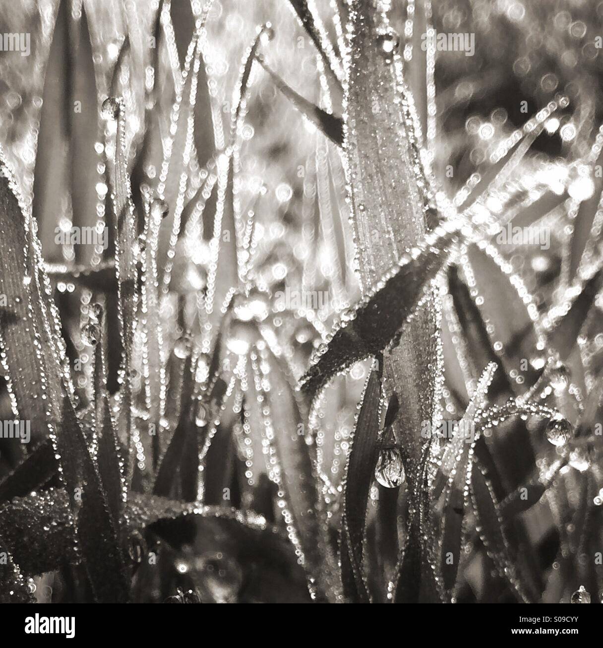 Dew on grass - Smartphone Captured Stock Image