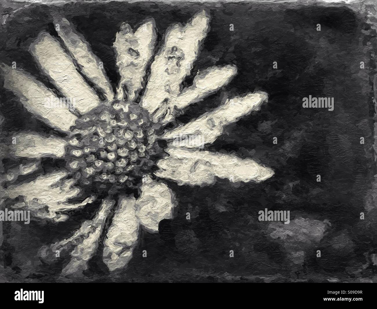 Art effect on daisy Stock Photo - Alamy