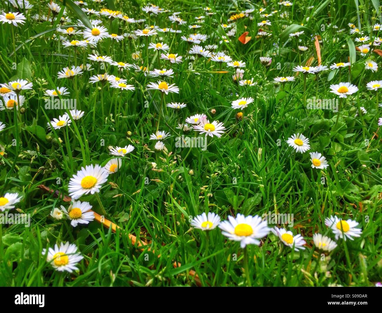 Daisy's with grass in Spring Stock Photo