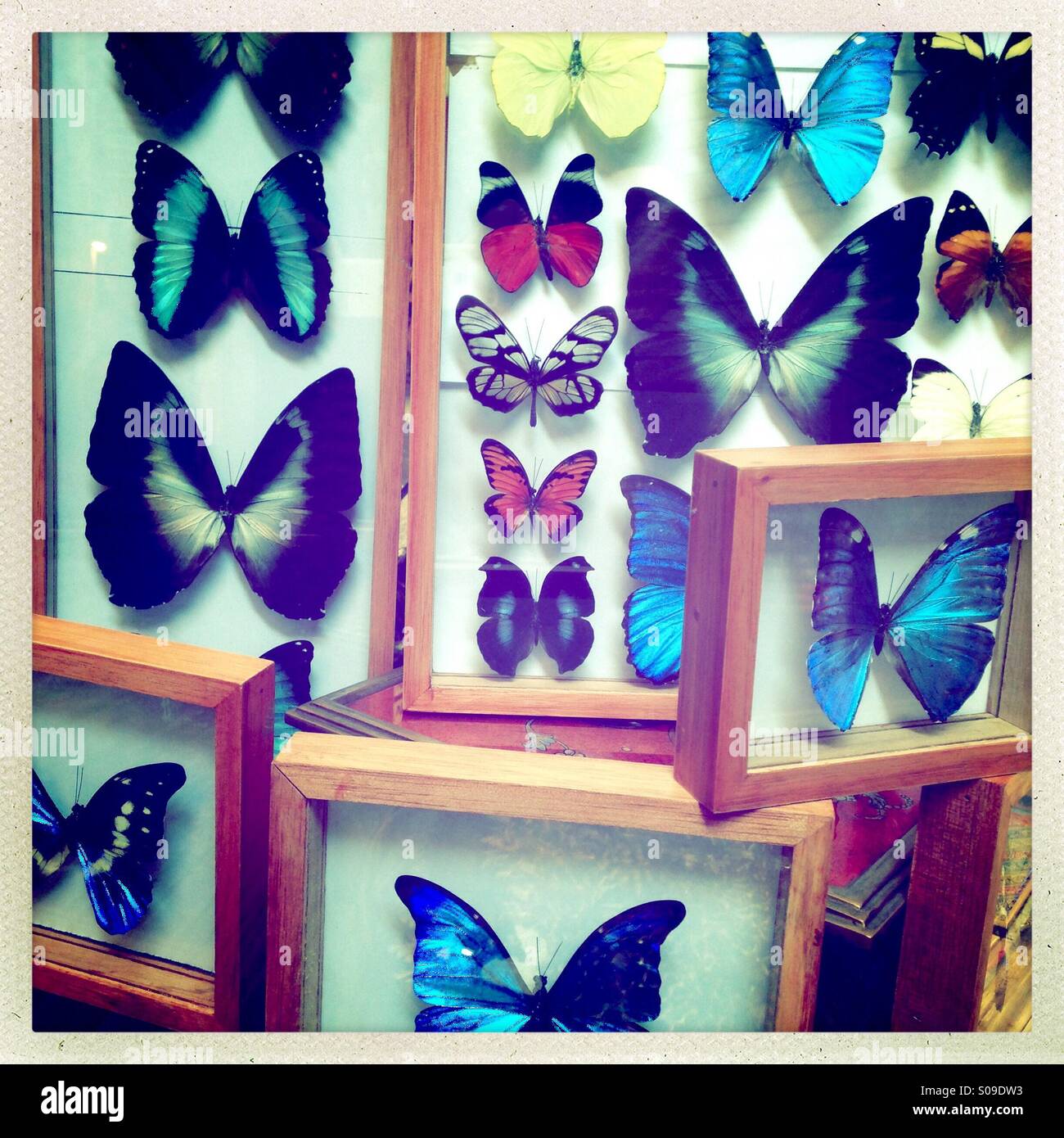 Butterflies from the Amazon offered for sale to tourists at Mercado Indio in Miraflores - Smartphone Captured Stock Image