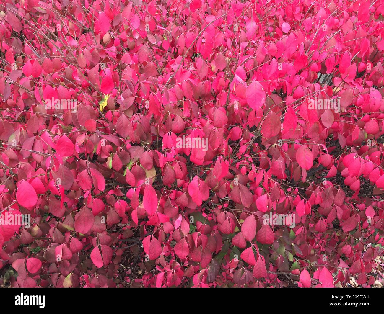 Fall in canada hi-res stock photography and images - Alamy