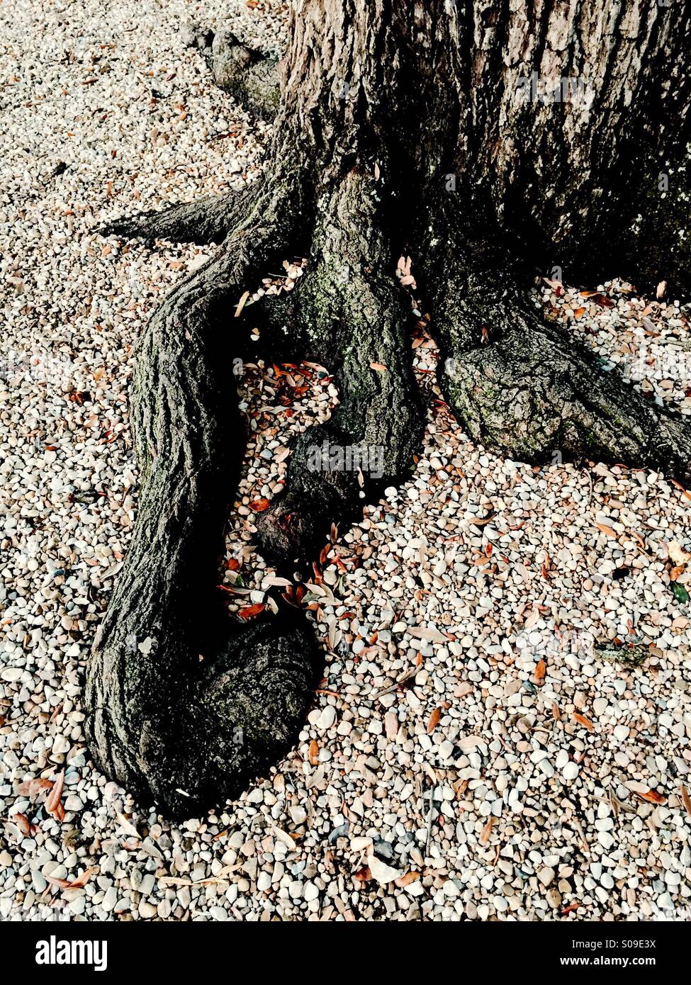 Oak tree roots in gravel Stock Photo Alamy