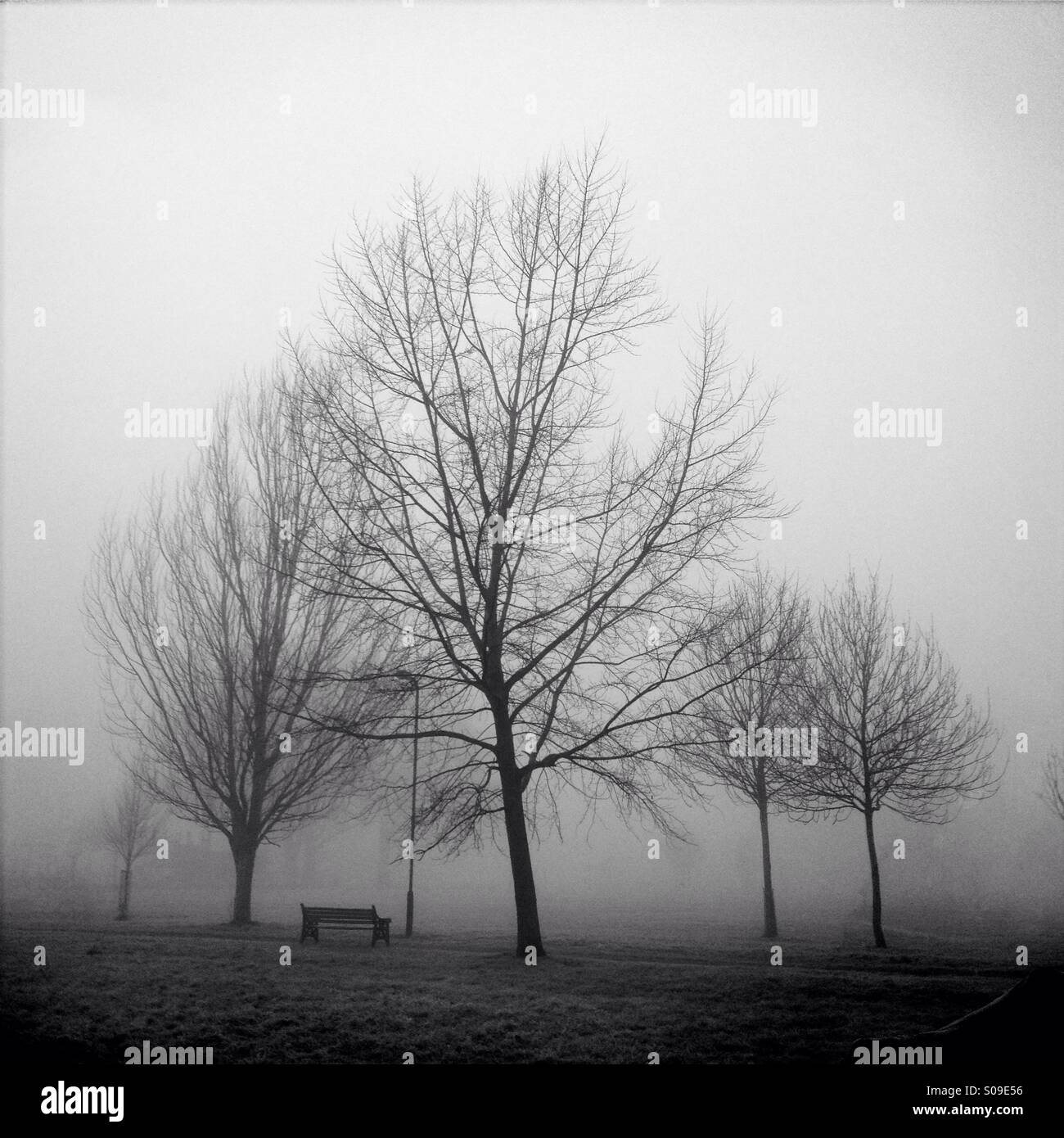 Foggy morning in an east London park Stock Photo Alamy