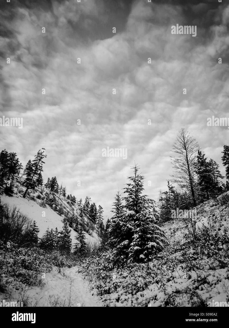 Winter landscape in black and white Stock Photo - Alamy