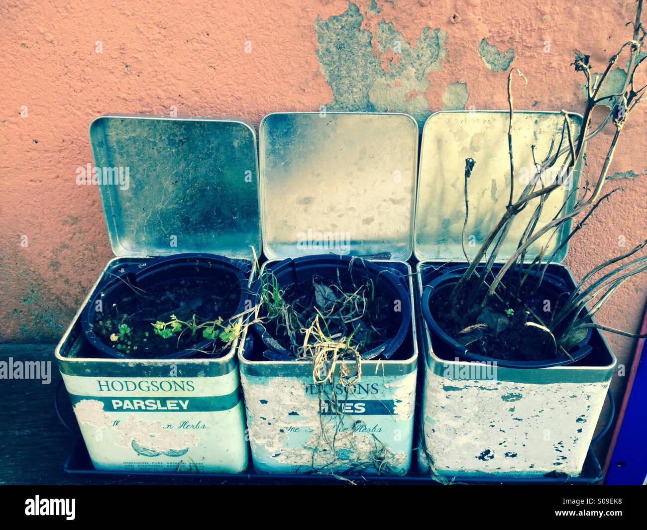 Dead plants hires stock photography and images Alamy