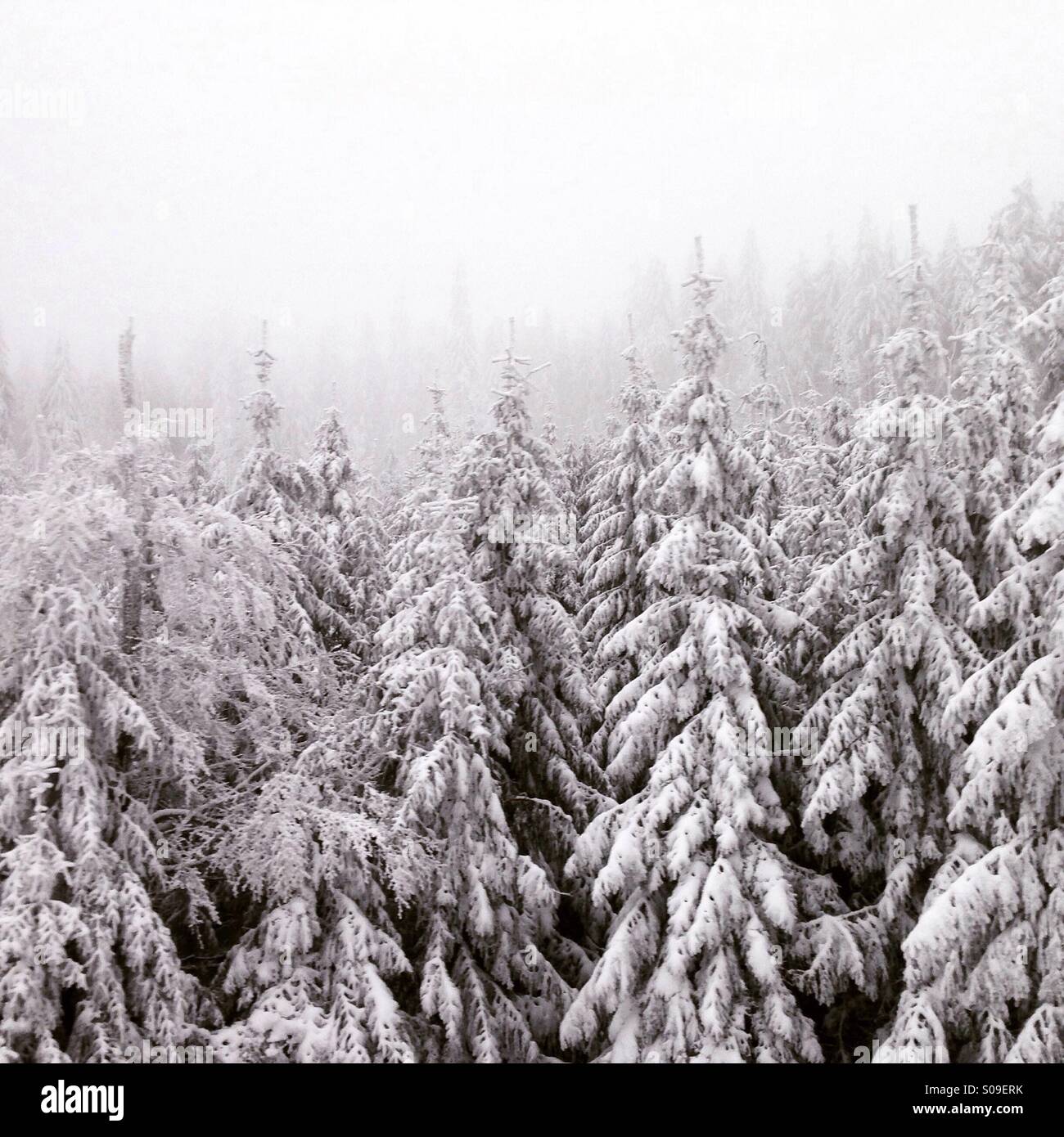 Snowy winter pines. - Smartphone Captured Stock Image