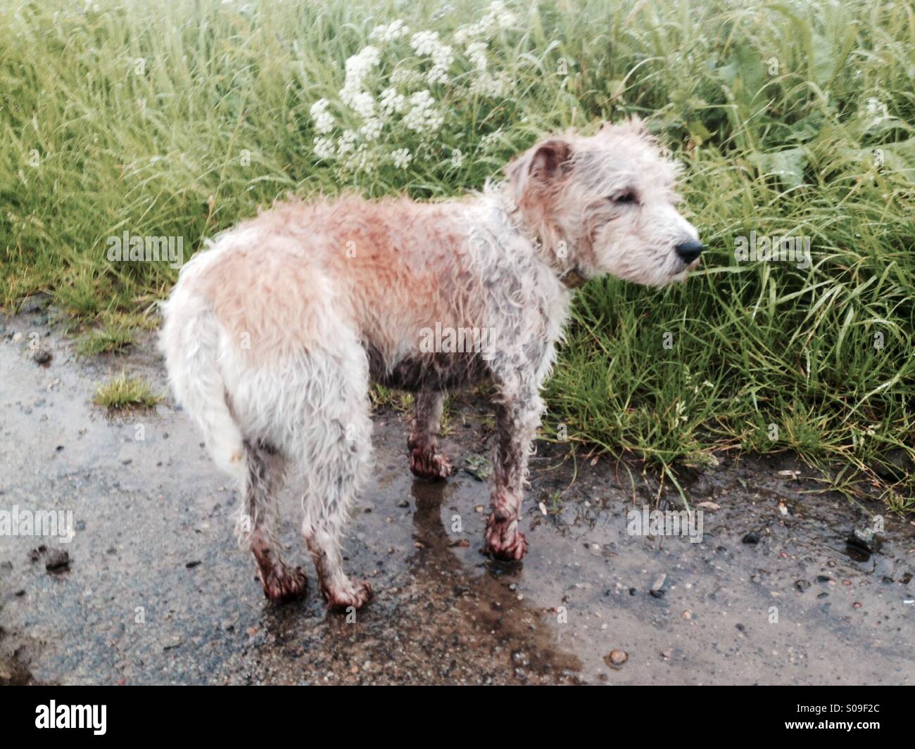 Wet dog Stock Photo