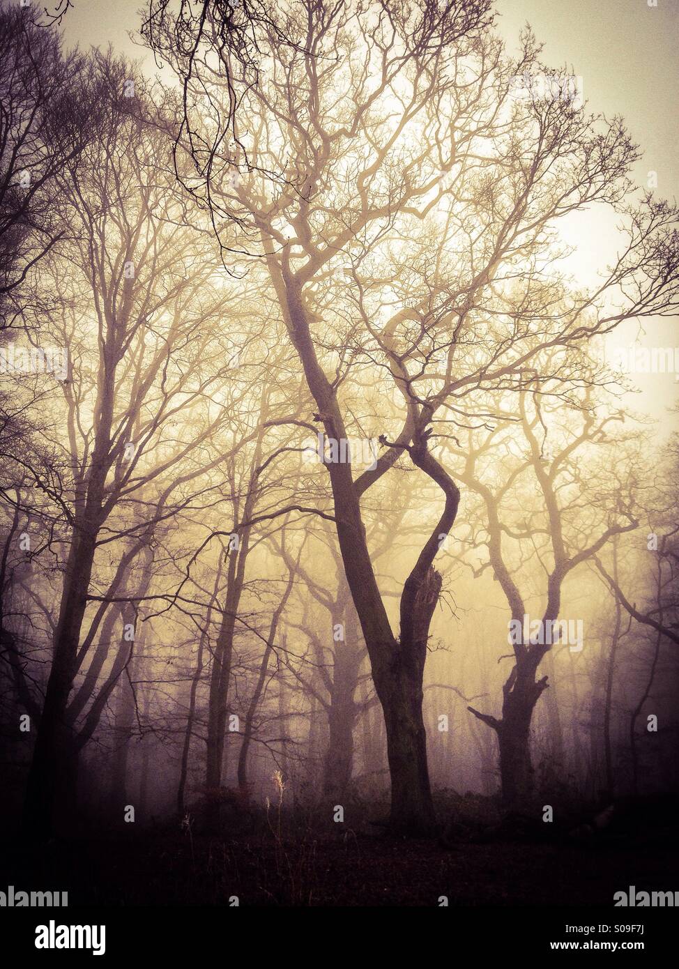 Winter beeches, England, UK - Smartphone Captured Stock Image