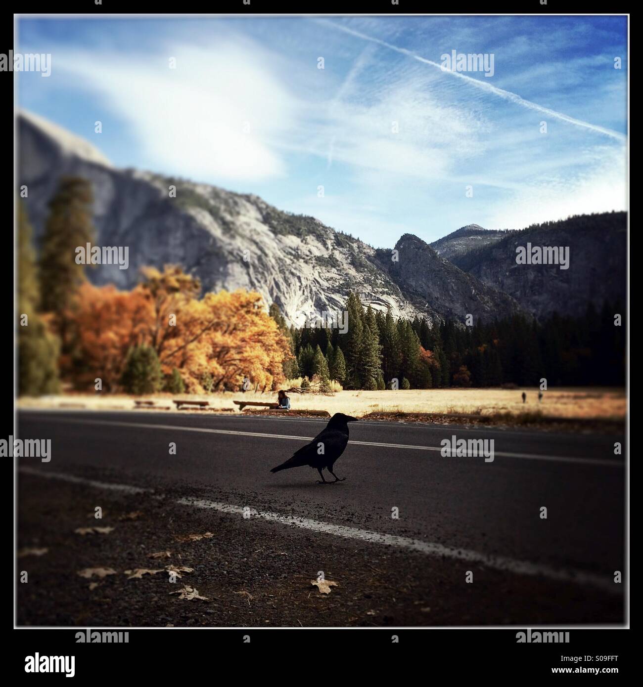 A raven walks across the road at Ahwahnee Meadow during fall. Yosemite Valley, Yosemite National Park, Mariposa County, California, USA - Smartphone Captured Stock Image