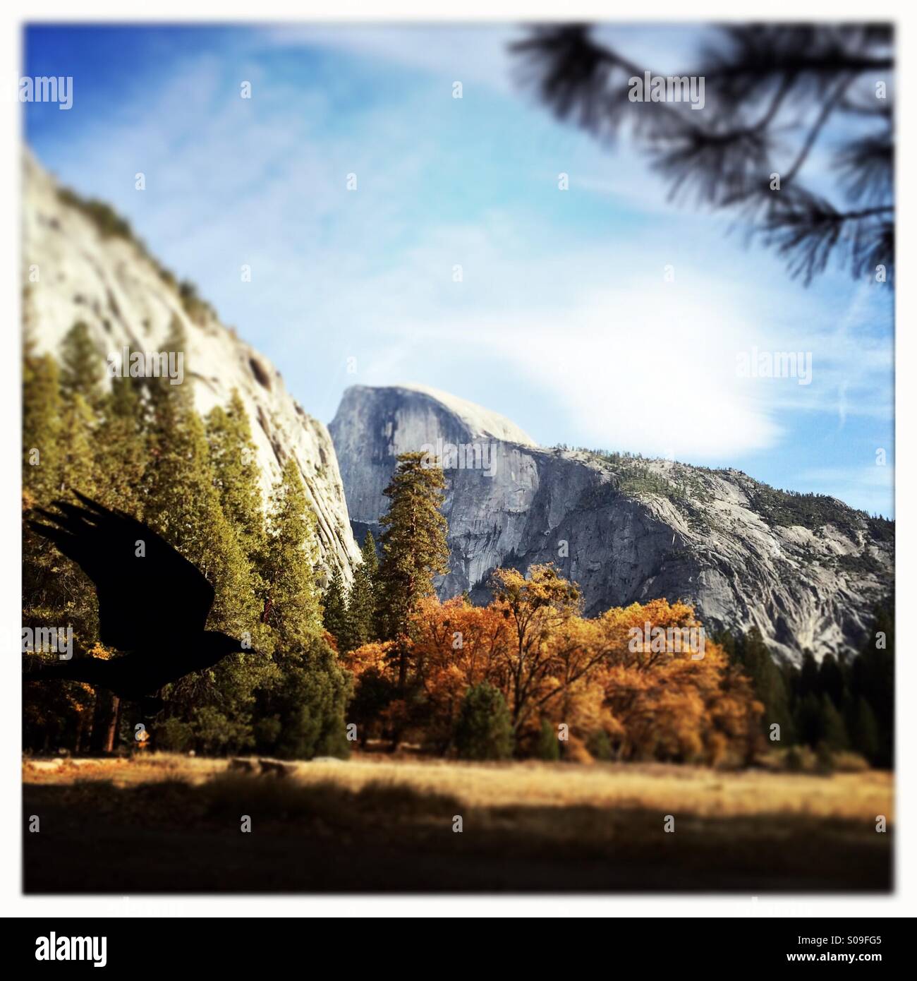 A raven flies in Ahwahnee Meadow during fall with Half Dome in the background. Yosemite Valley, Yosemite National Park, Mariposa County, California, USA - Smartphone Captured Stock Image