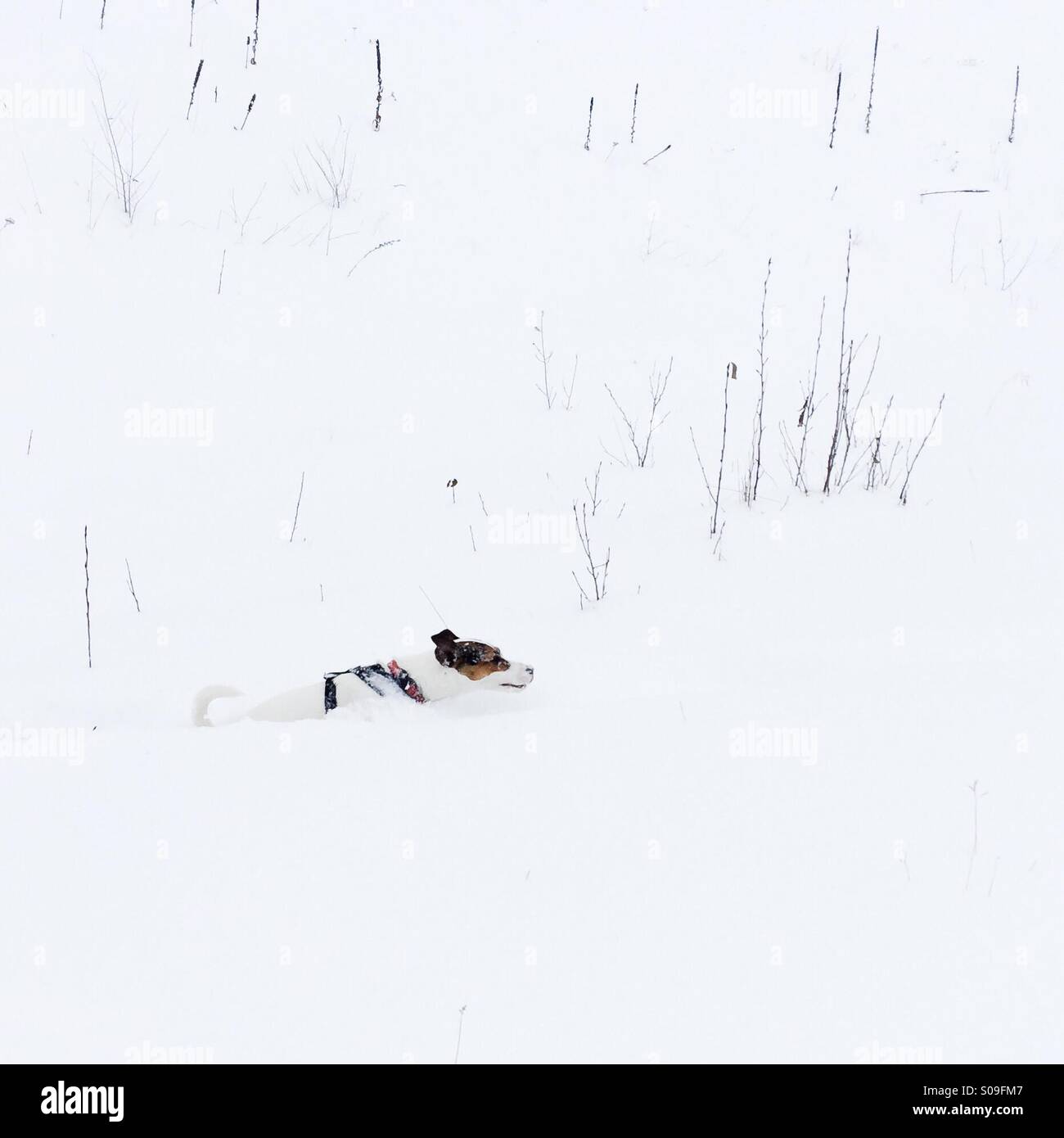 Blending into her environment, this young Jack Russell Terrier dog is striding through the neck deep fresh snow. - Smartphone Captured Stock Image