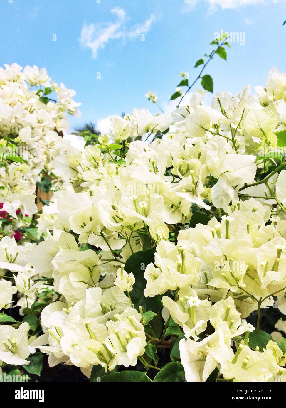 White Bougainville flowers Stock Photo