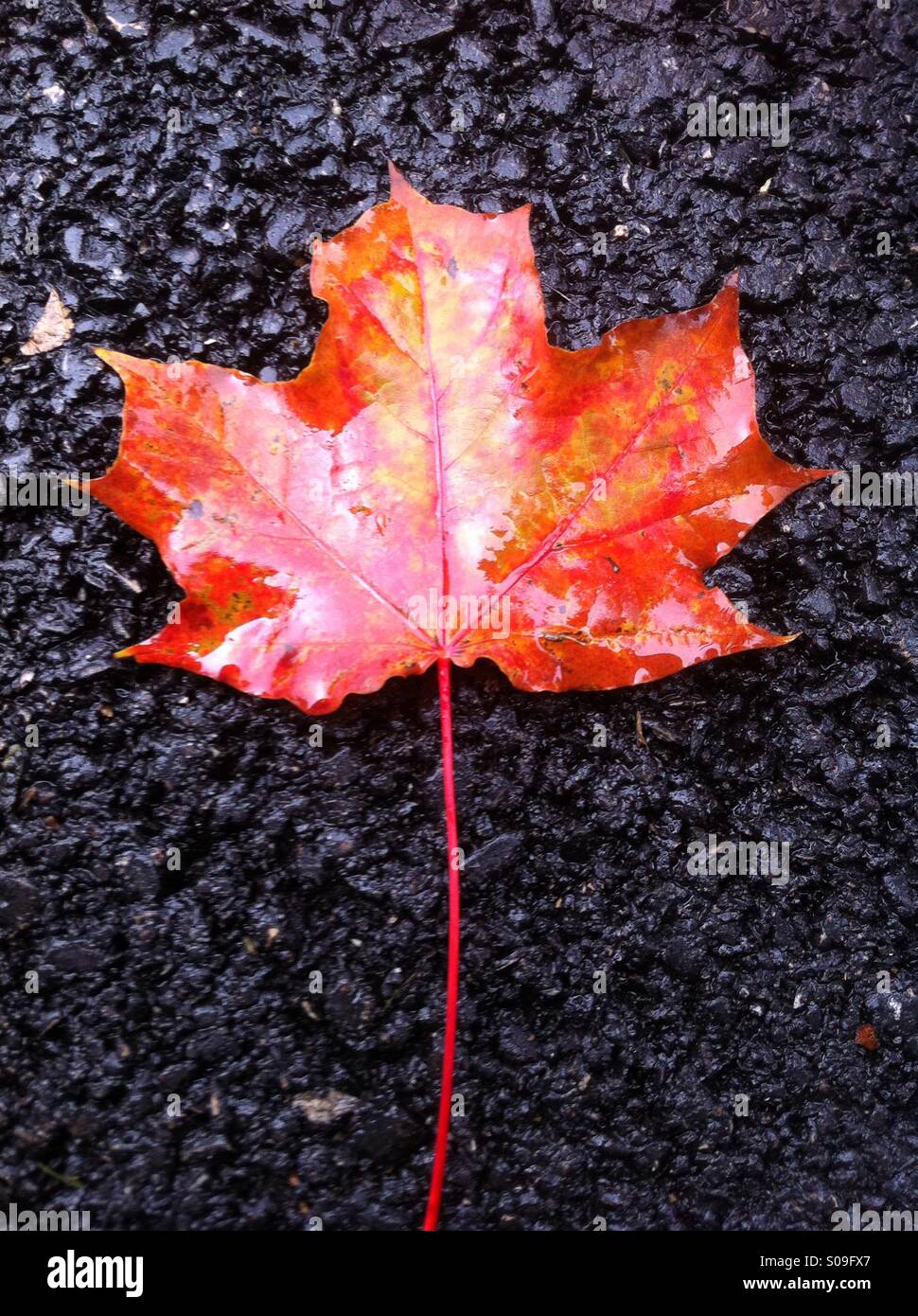 This is an image of a vibrant maple leaf on the dark pavement Stock ...
