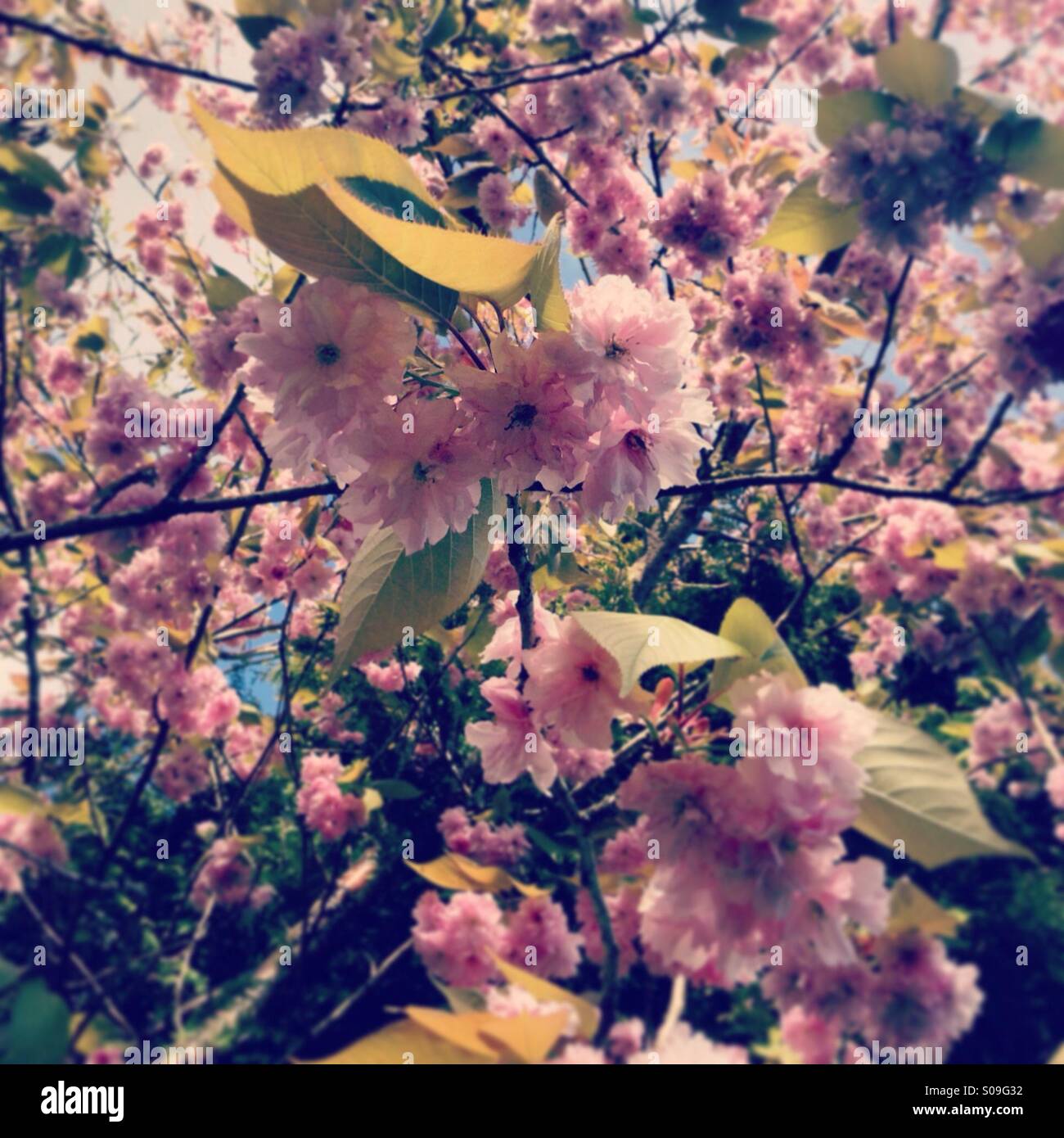 Pink cherry blossoms on a tree, in early spring. Limerick, Ireland
