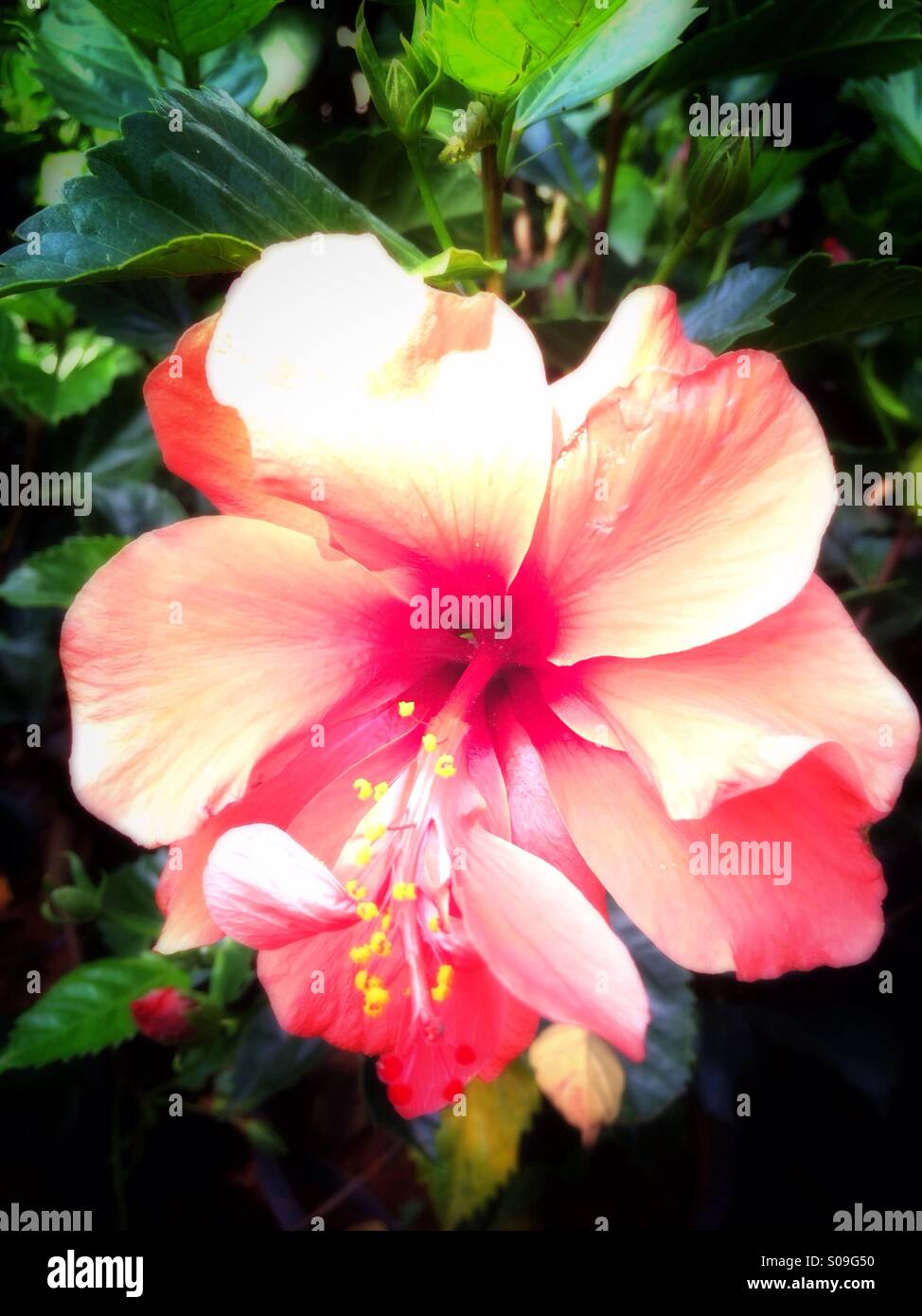 Orange hibiscus flower Stock Photo