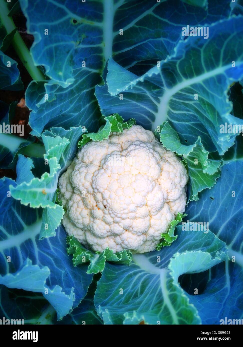 Cauliflower plant Stock Photo
