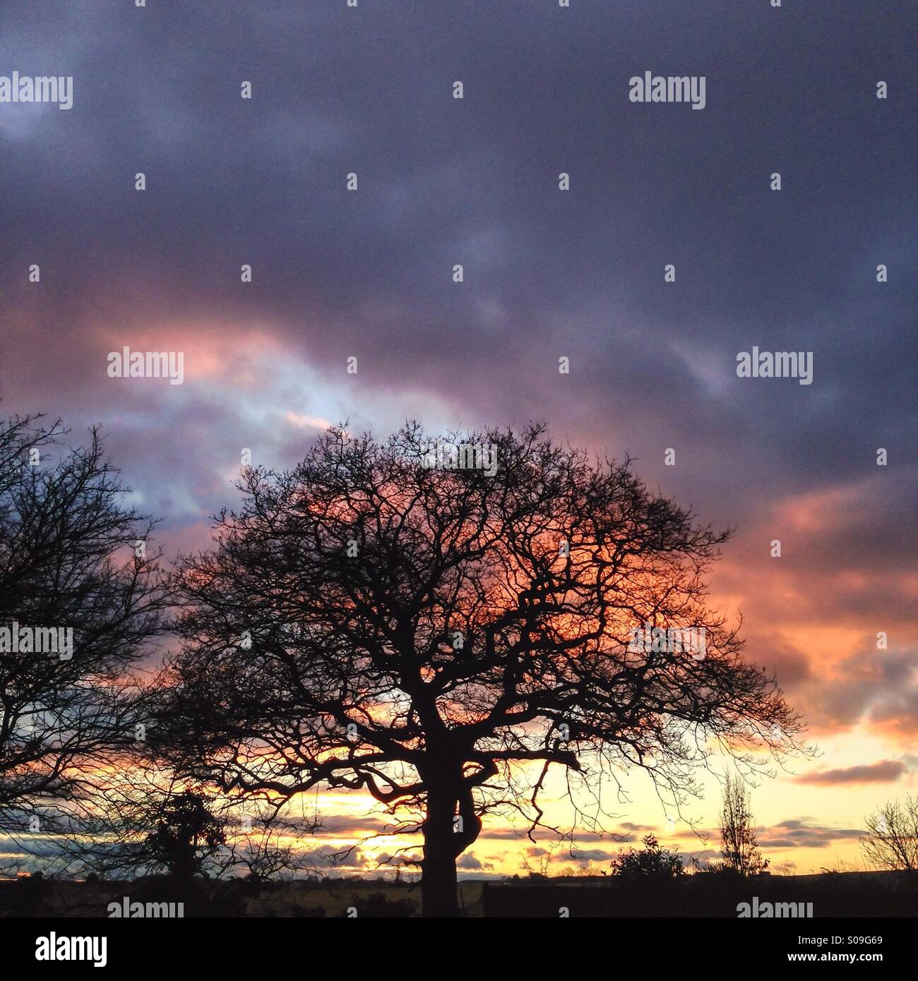 Sunset and oak tree - Smartphone Captured Stock Image