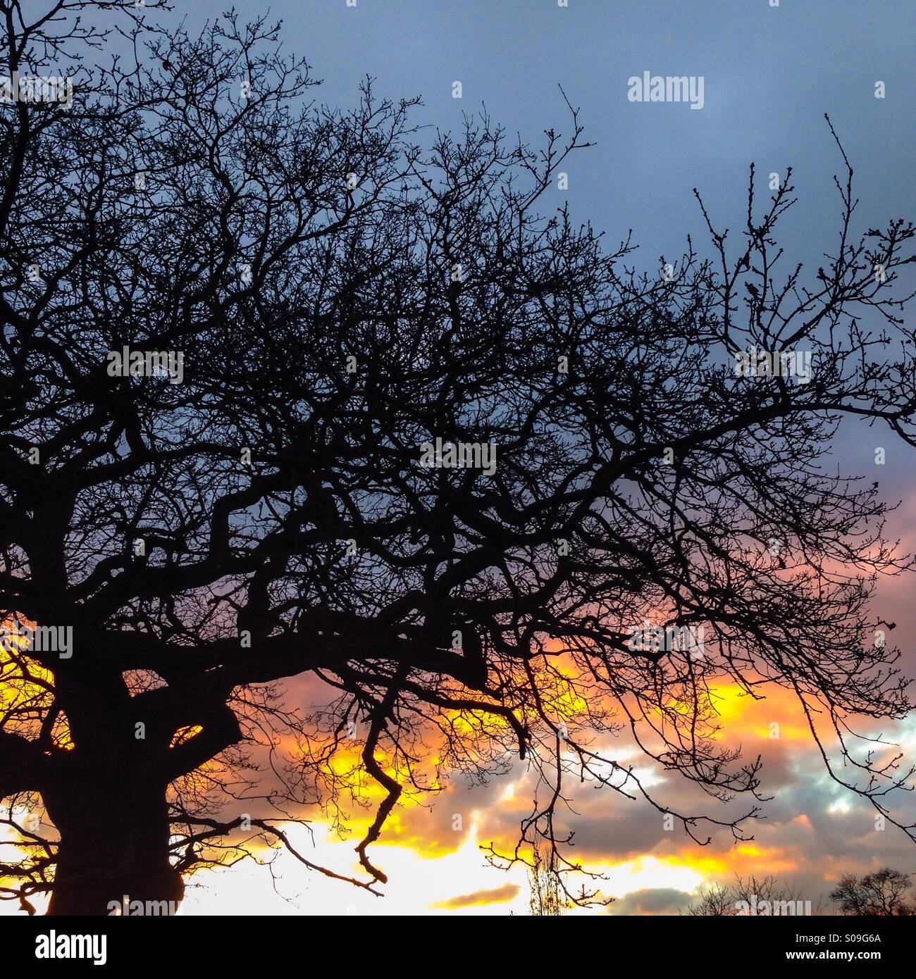 Sunset and oak tree Stock Photo - Alamy