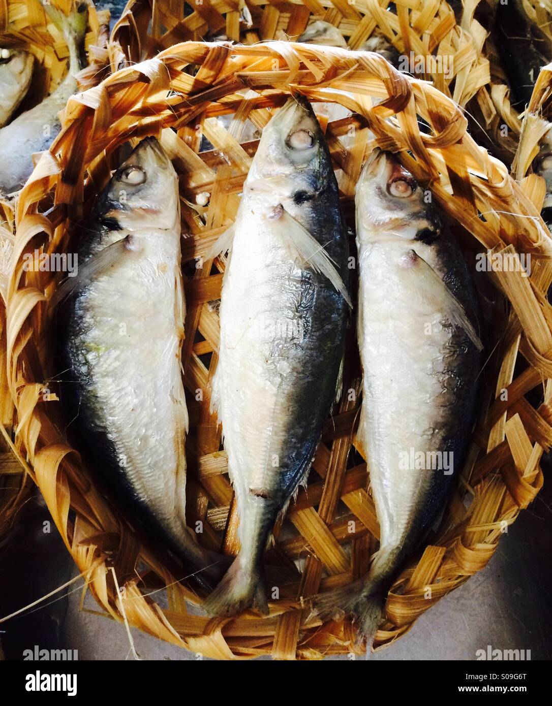 Spanish mackerel hires stock photography and images Alamy