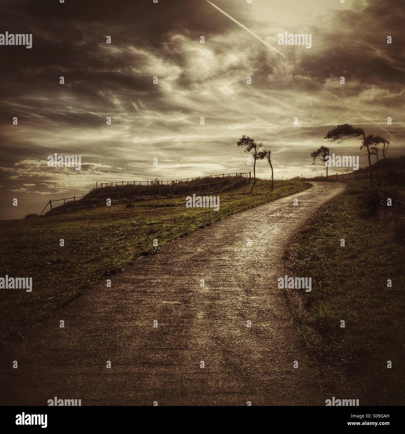 Trees with wind hi-res stock photography and images - Alamy