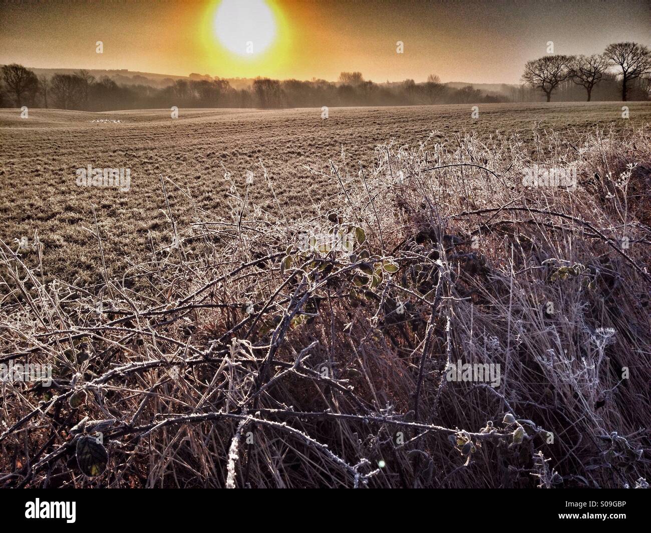 Frost morning at sunrise - Smartphone Captured Stock Image