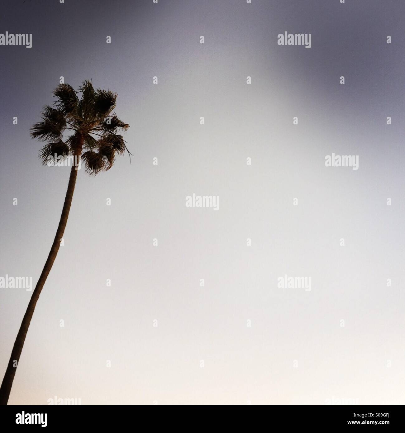 A single Palm tree at dusk. Manhattan Beach, California USA. - Smartphone Captured Stock Image