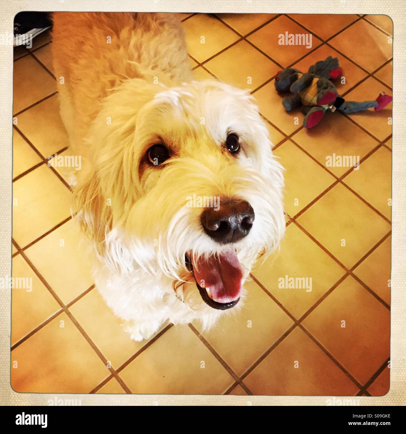 A happy goldendoddle dog. Stock Photo