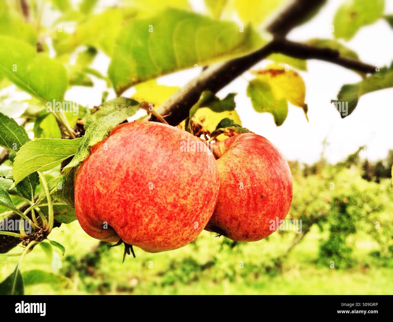 Apple tree Stock Photo