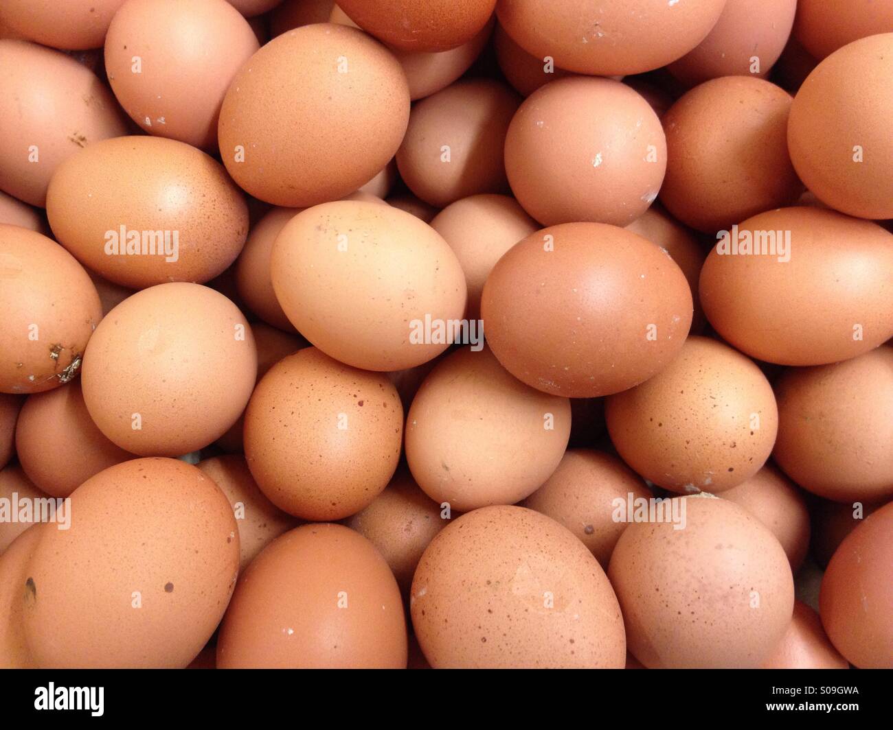 The Eggs Stock Photo