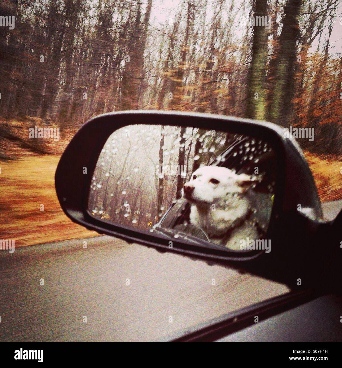 Dog in car mirror hi-res stock photography and images - Alamy