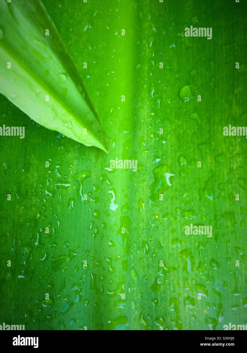 Wet palm fronds Stock Photo